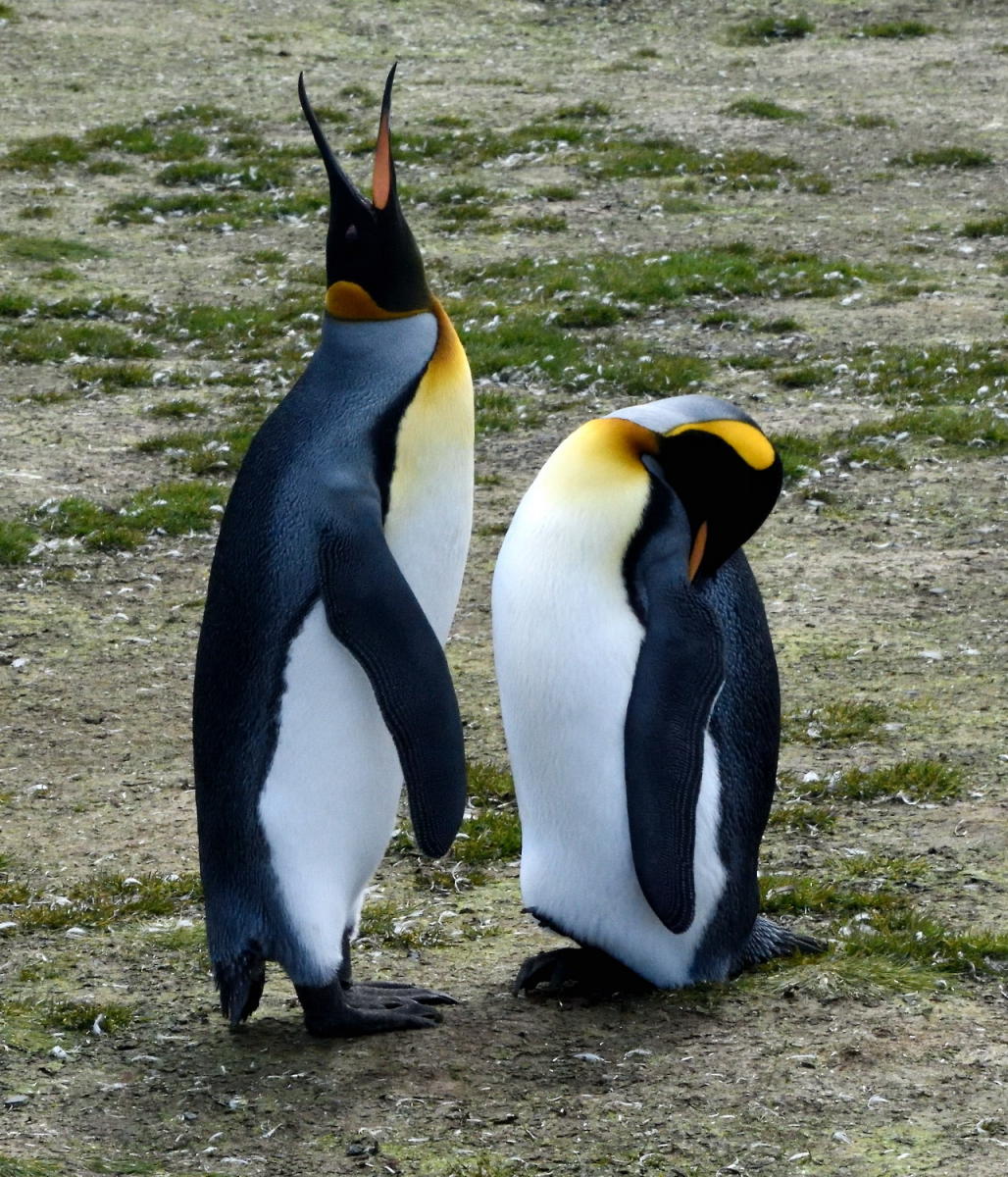 DSC_0738_1A1 - Preening King Penguins