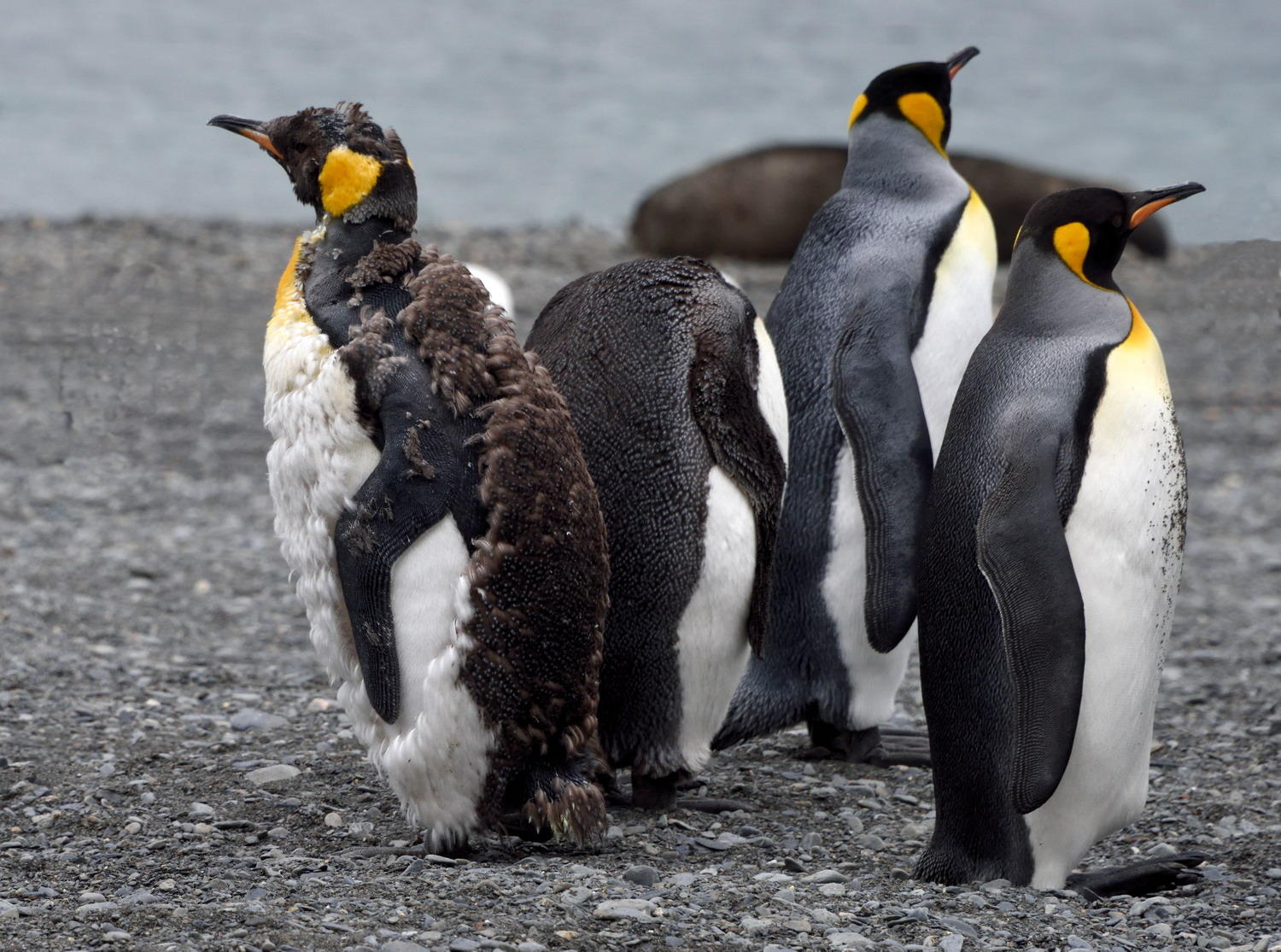DSC_0824_1A2 - Molting King Penguin