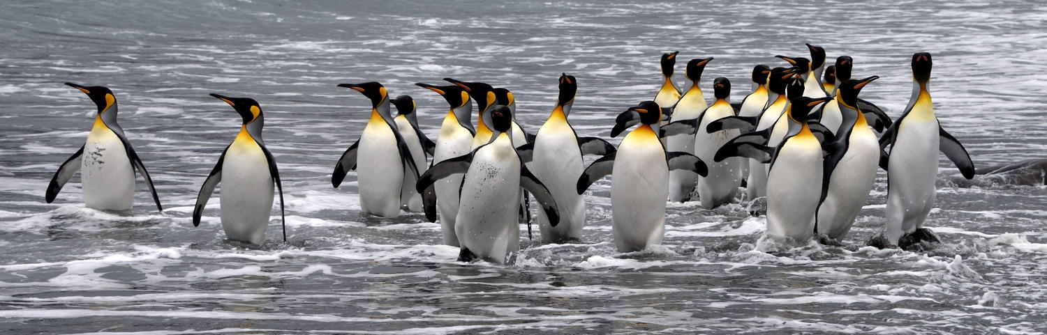 DSC_0878_1A1 - King Penguins Wading in the Surf