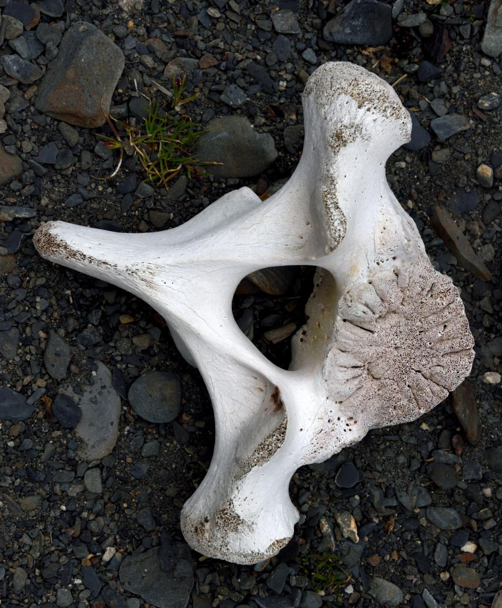 DSC_0947_1A1 - Whale Vertebrae
