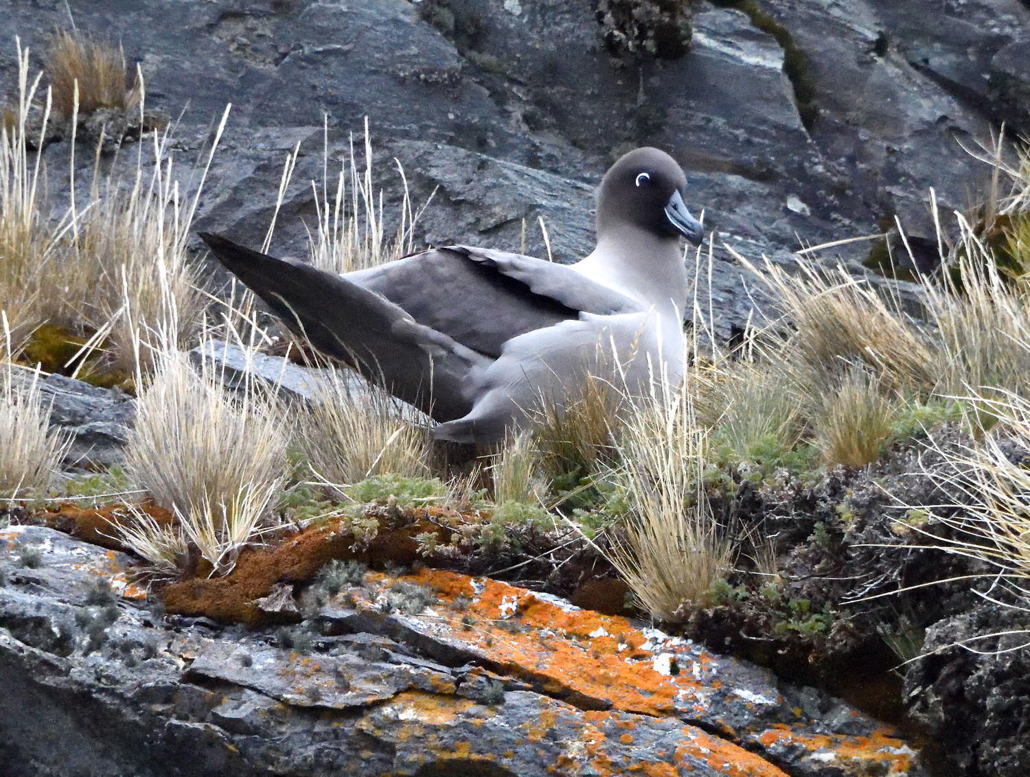 DSC_0982_1A1 - Sooty Albatross (Salisbury Plain)