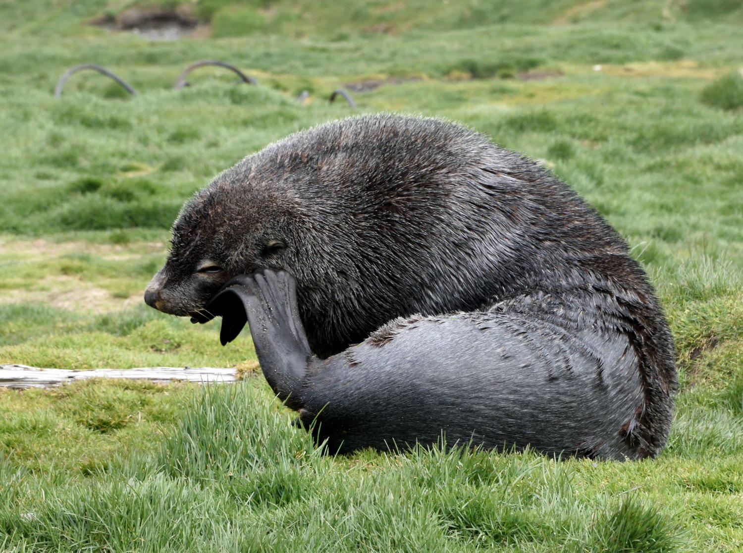 DSC_1523_1A1 - Scratch That Itch (Fur Seal)
