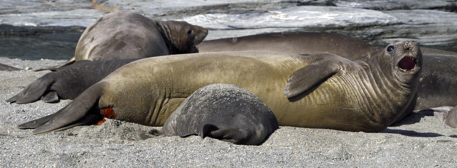DSC_2428_1A1 - Elephant Seals (Moltke Harbor)