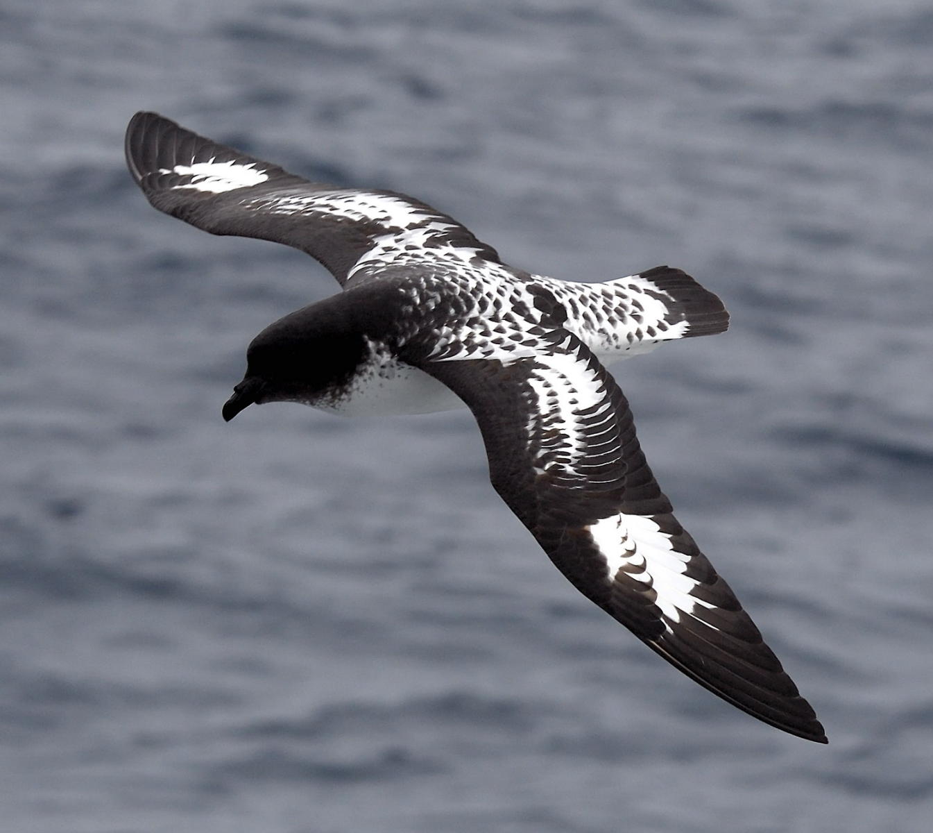 DSC_3101_1A2 - Pintado (Cape Petrel)
