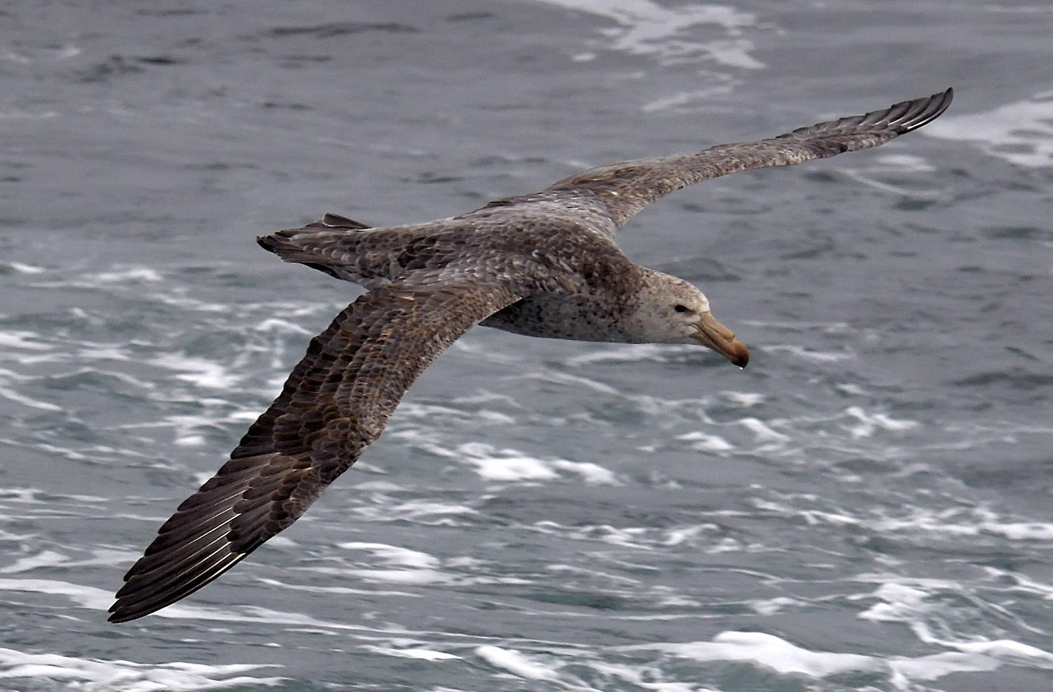 DSC_3150_1A2 - Giant Petrel