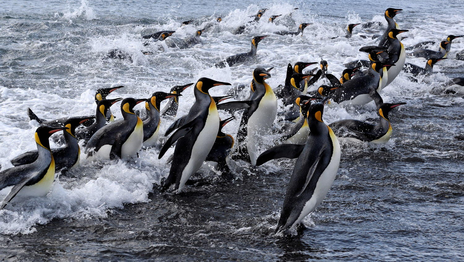 DSC_3519_1A2 - Coming Ashore (Salisbury Plain)