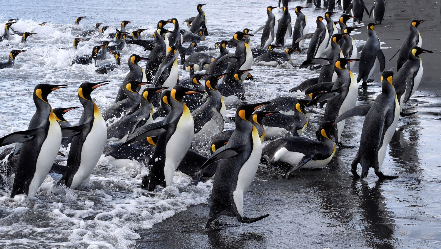 DSC_3533_1A3 - Coming Ashore (Salisbury Plain)