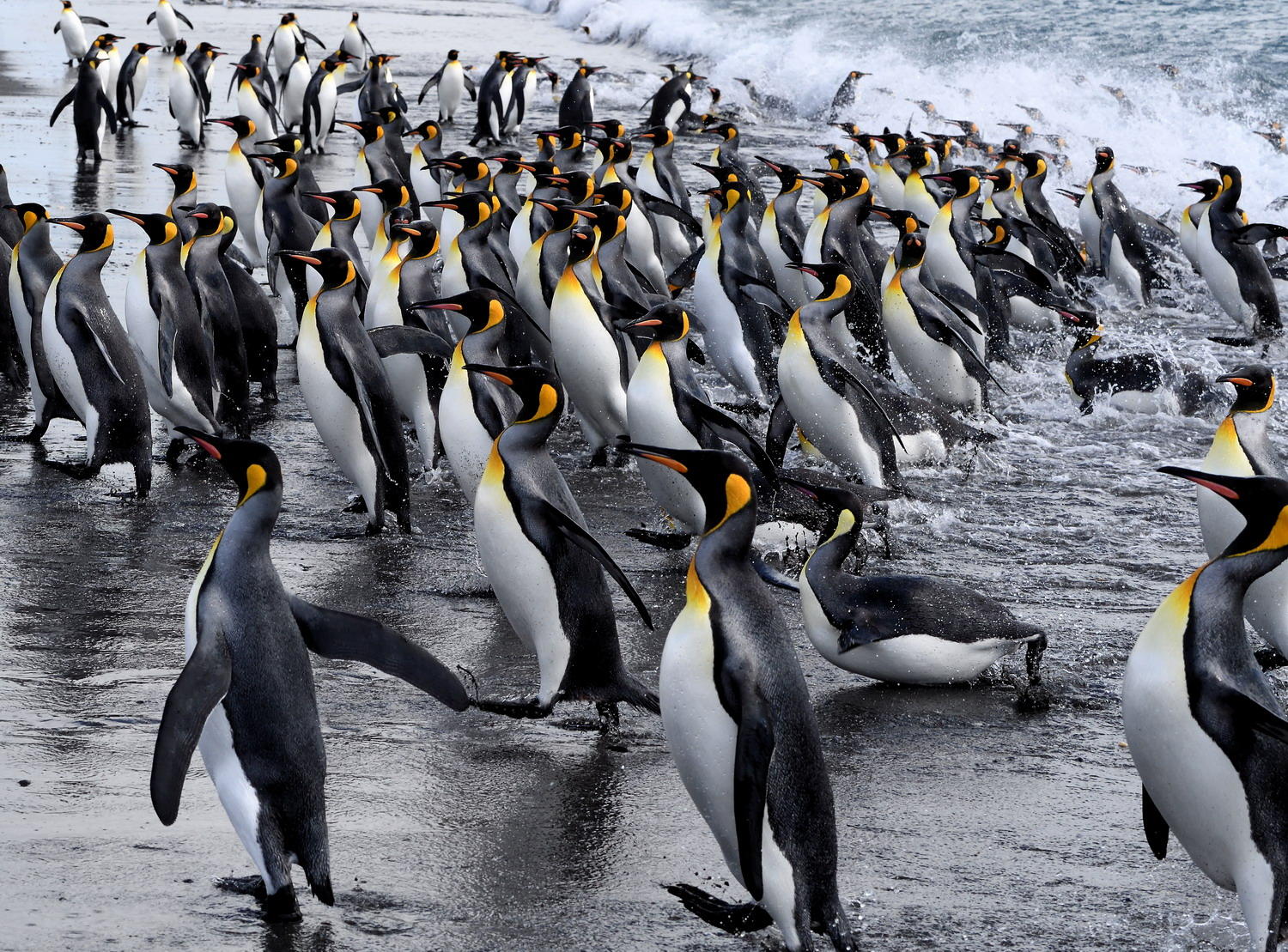 DSC_3539_1A2 - Coming Ashore (Salisbury Plain)