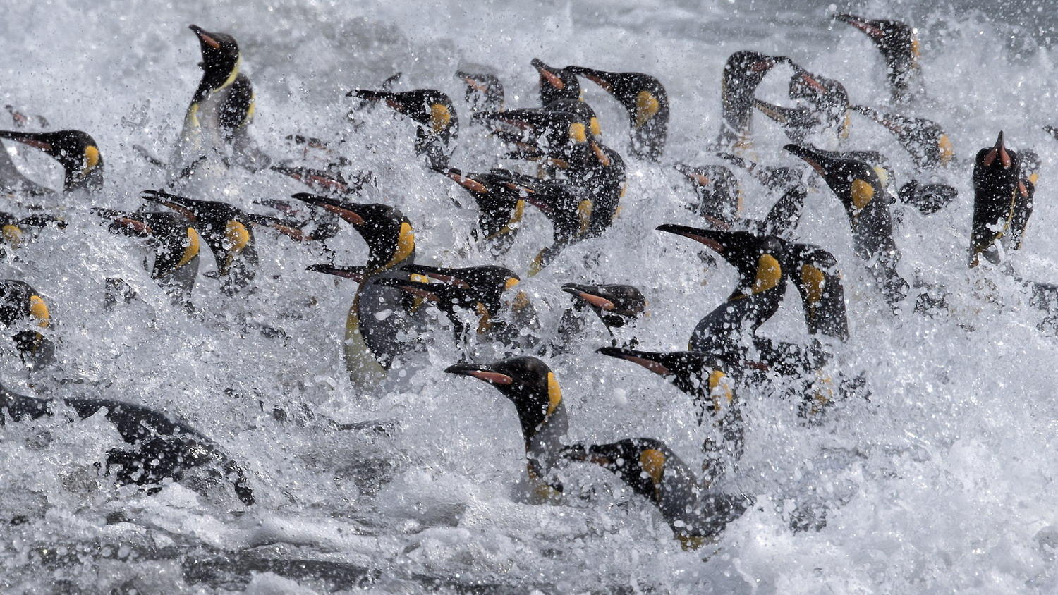 DSC_3561_1A2 - Coming Ashore (Salisbury Plain)