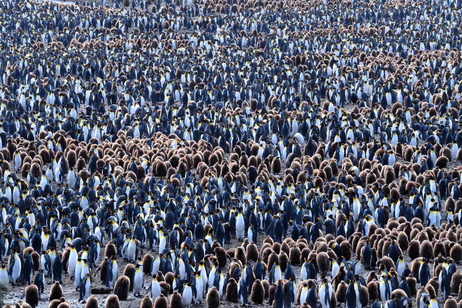DSC_3789_1A2 - King Penguins (Salisbury Plain)