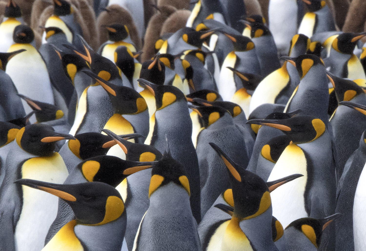 DSC_3913_1A2 - Tight Quarters (Salisbury Plain)