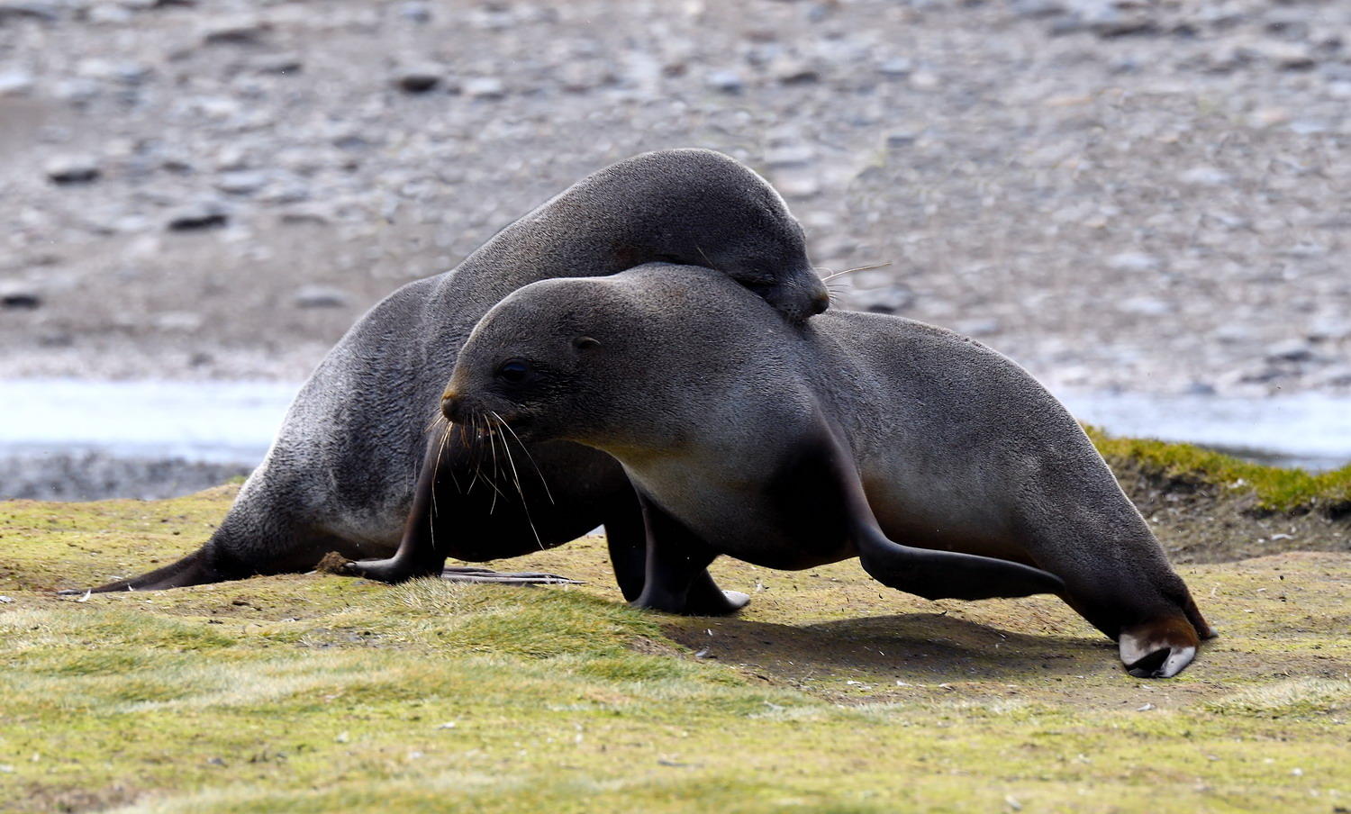 DSC_4062_1A3 - Playful Fur Seals