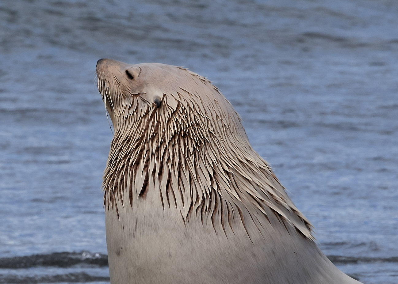 DSC_4367_1A1 - Leucistic Fur Seal