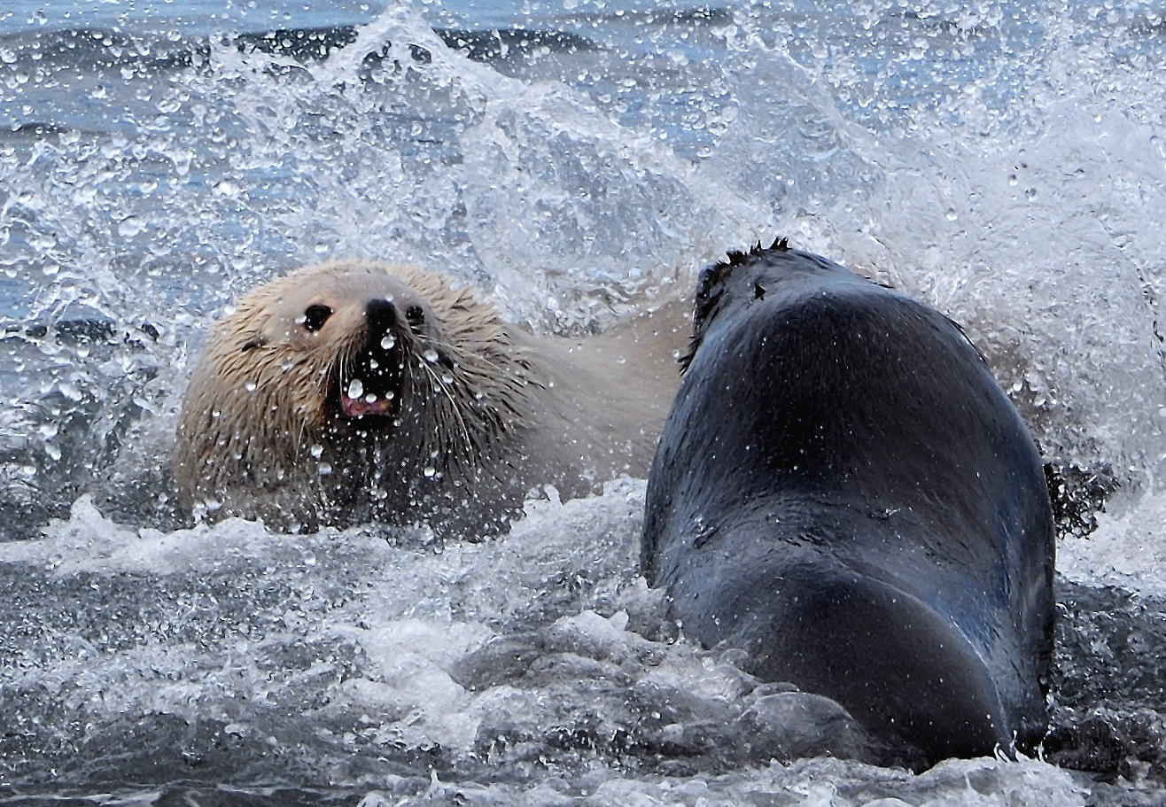 DSC_4410_1A2 - Fighting Fur Seals