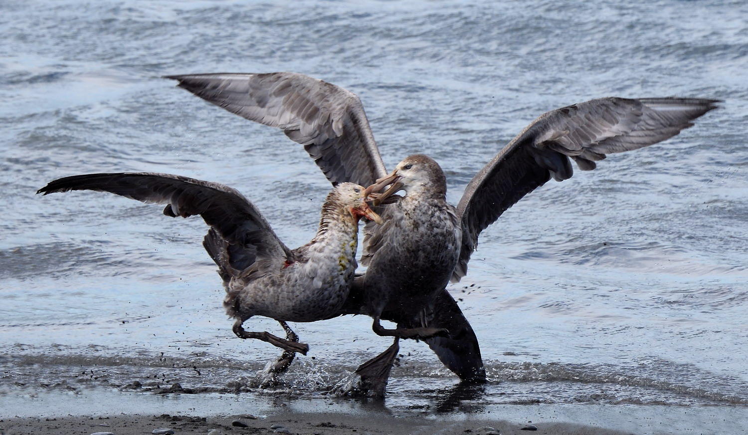 DSC_4871_1A3 - Fighting Petrels
