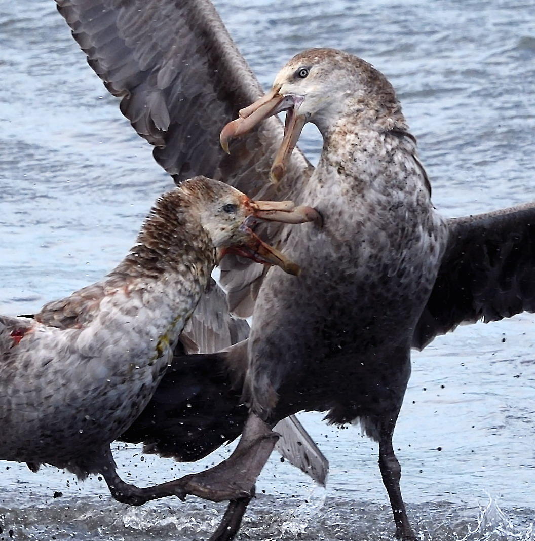 DSC_4873_1A2 - Fighting Petrels
