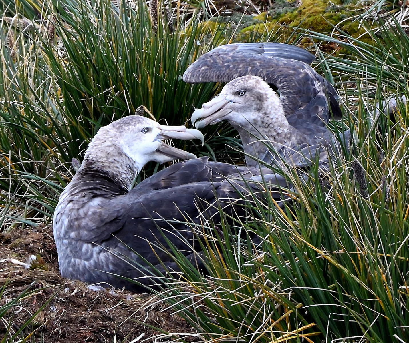 DSC_5051_1A2 - Sharing a Moment (Prion Island)