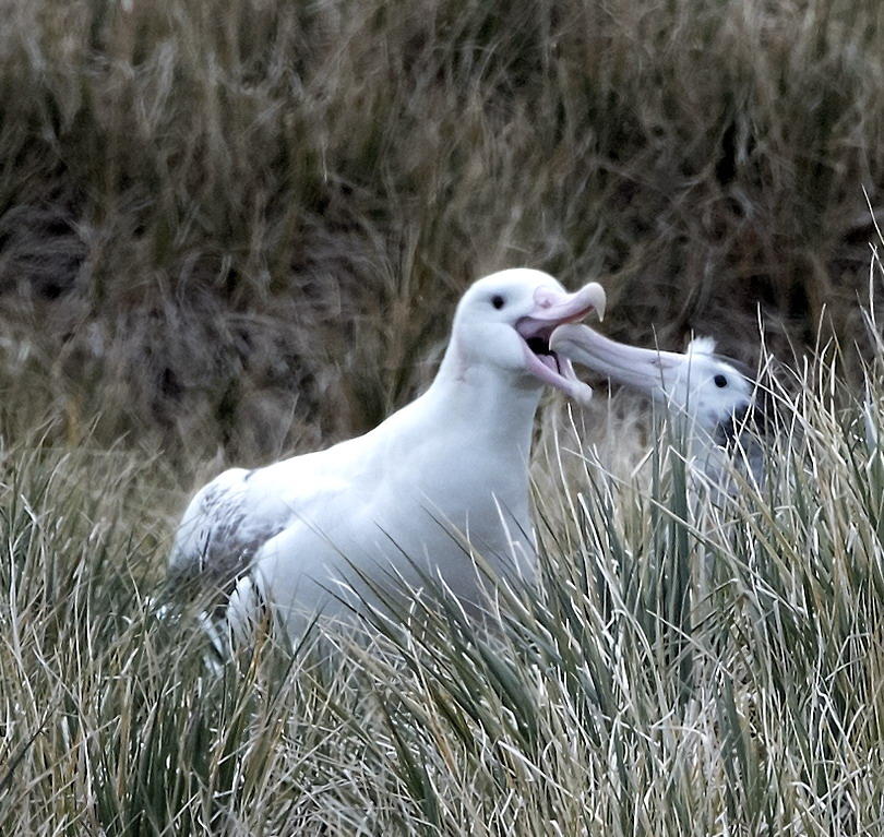 DSC_5436_1A2 - Wandering Albatross Feeding the Chick (Prion Island)