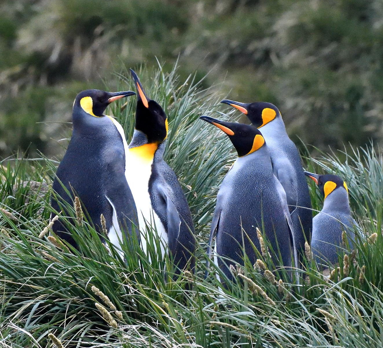 DSC_5696_1A2 - Conferencce in the Grass (Moltke Harbor)