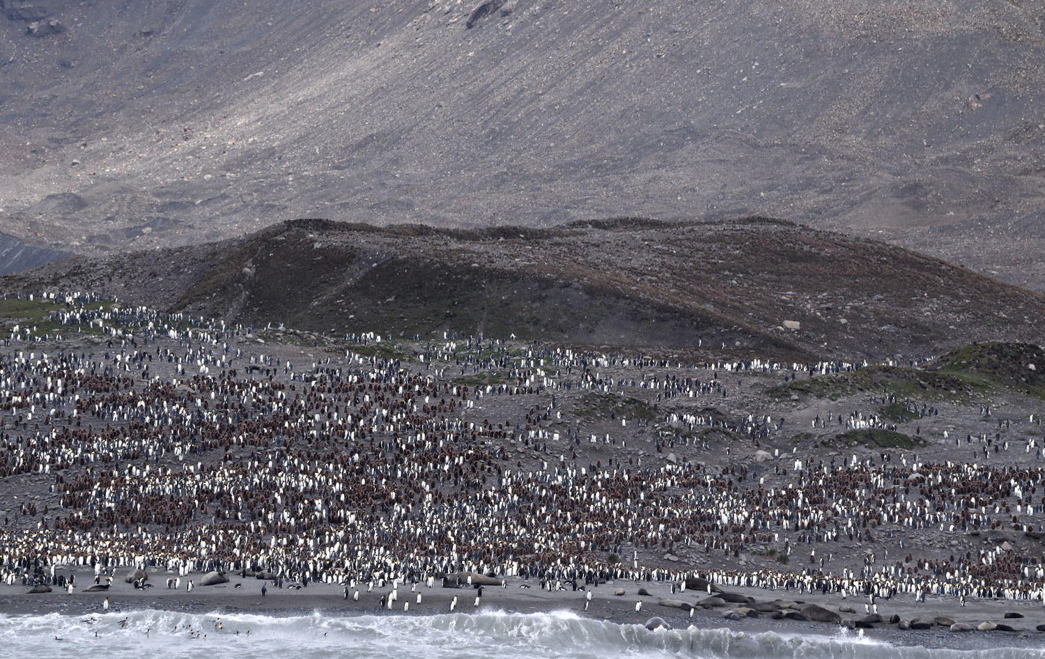 DSC_5876_1A2 - St Andrews Bay (South Georgia)