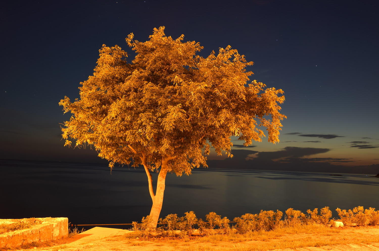 DSC_5119_1A1 - The Tree (Rovinj)