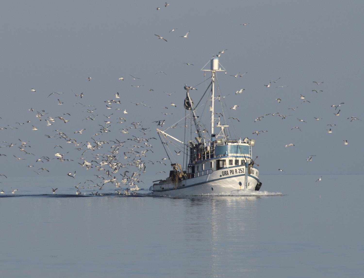 DSC_5259_1A1 - Fishing Boat Frenzy (Rovinj)