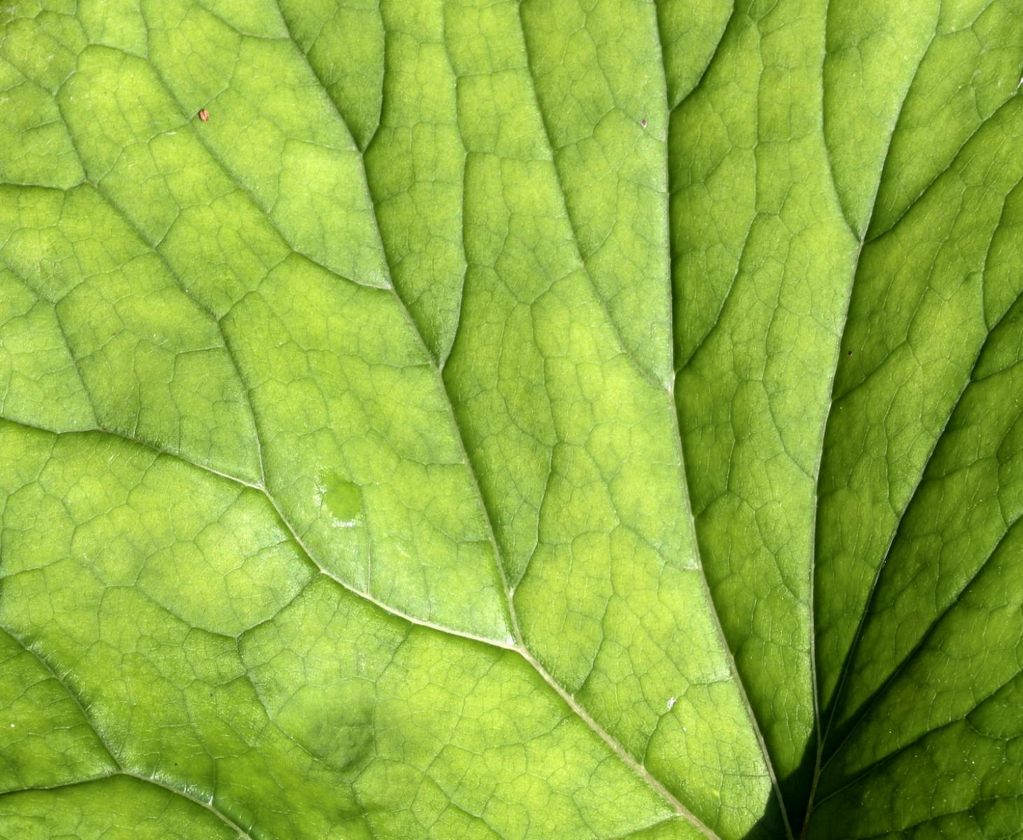 DSC_6247_1A1 - Green Leaf (Plitvice National Park)