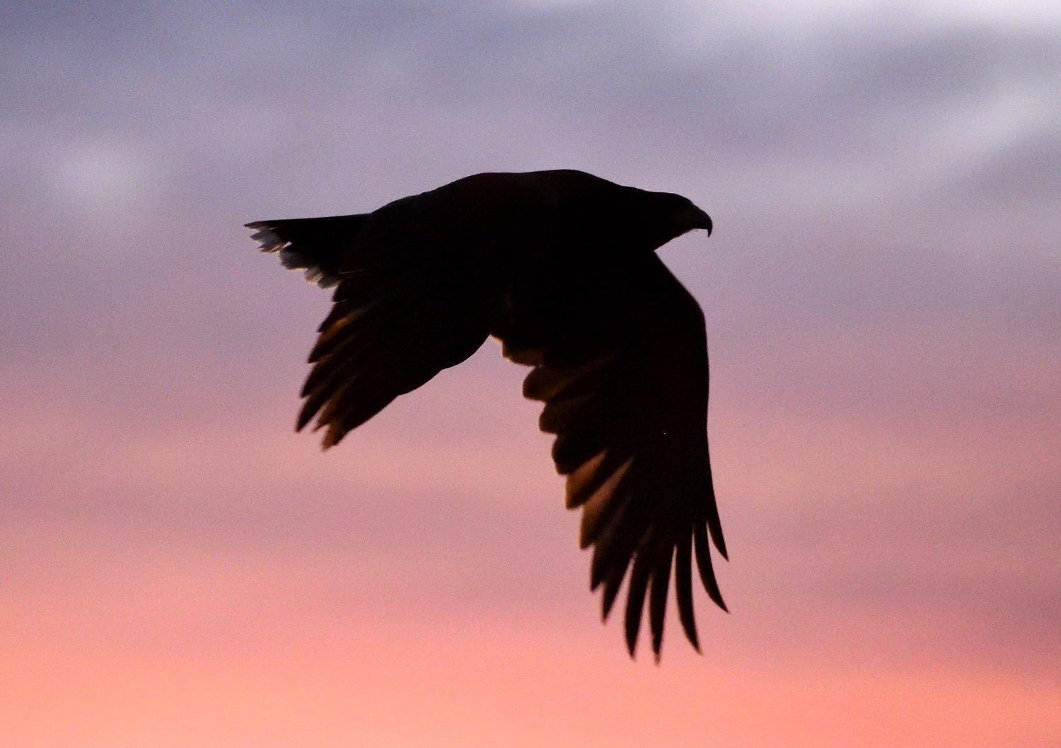 DSC_8373_1A1 - Harris Hawk