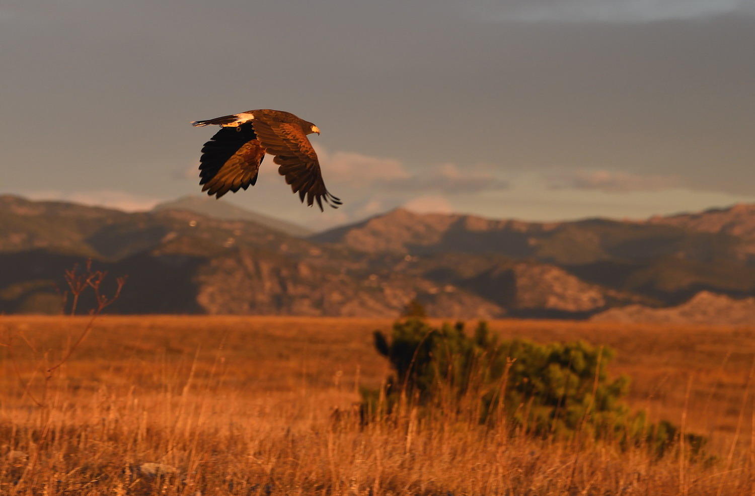 DSC_9004_1A1 - Golden Eagle