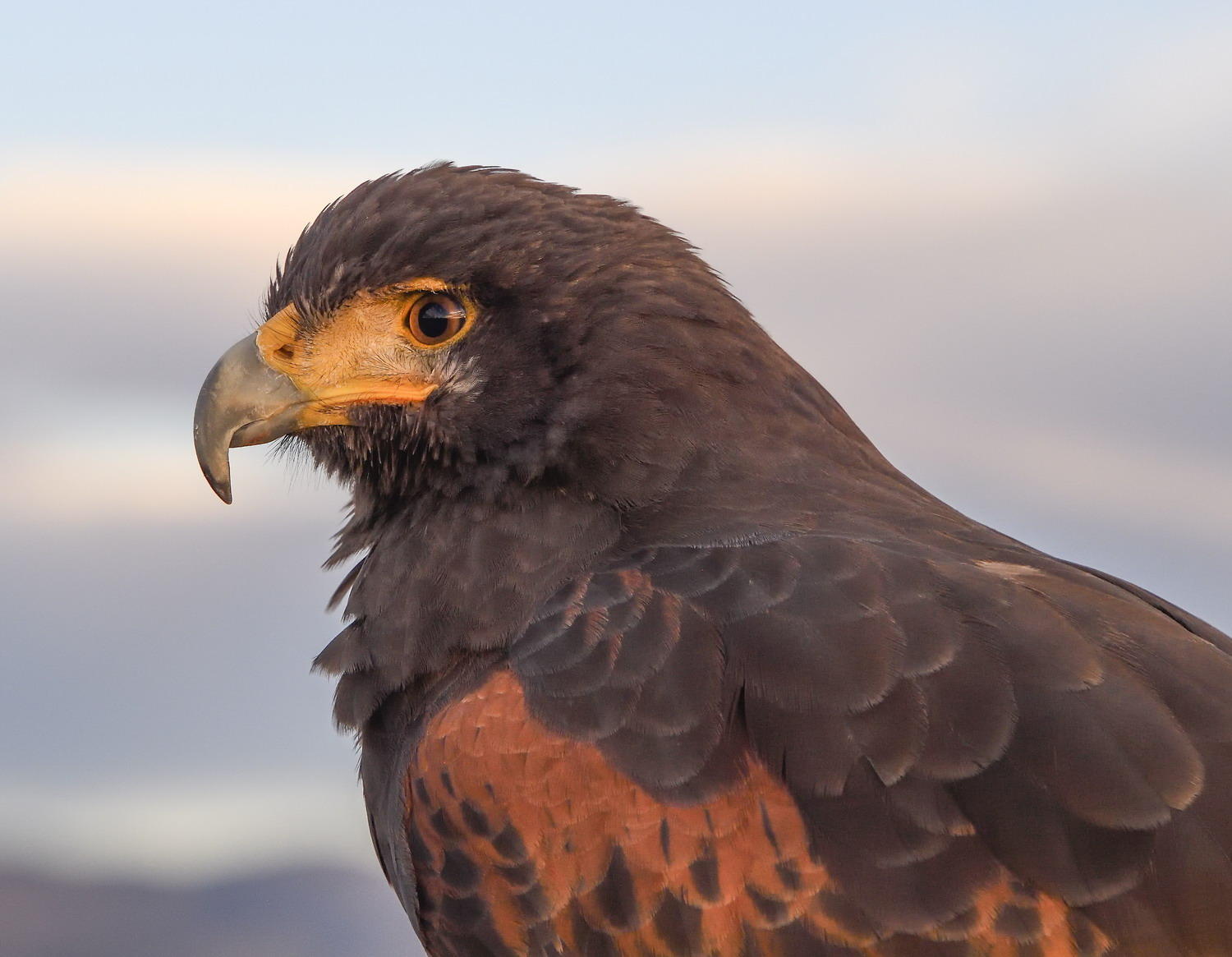 DSC_9191_1A2 - Golden Eagle