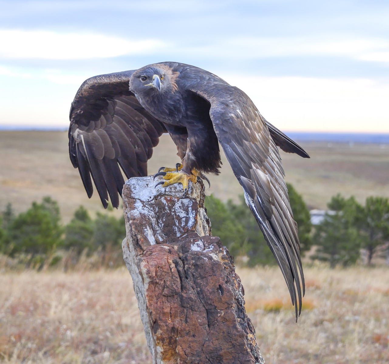 DSC_9309_1A4 - Golden Eagle