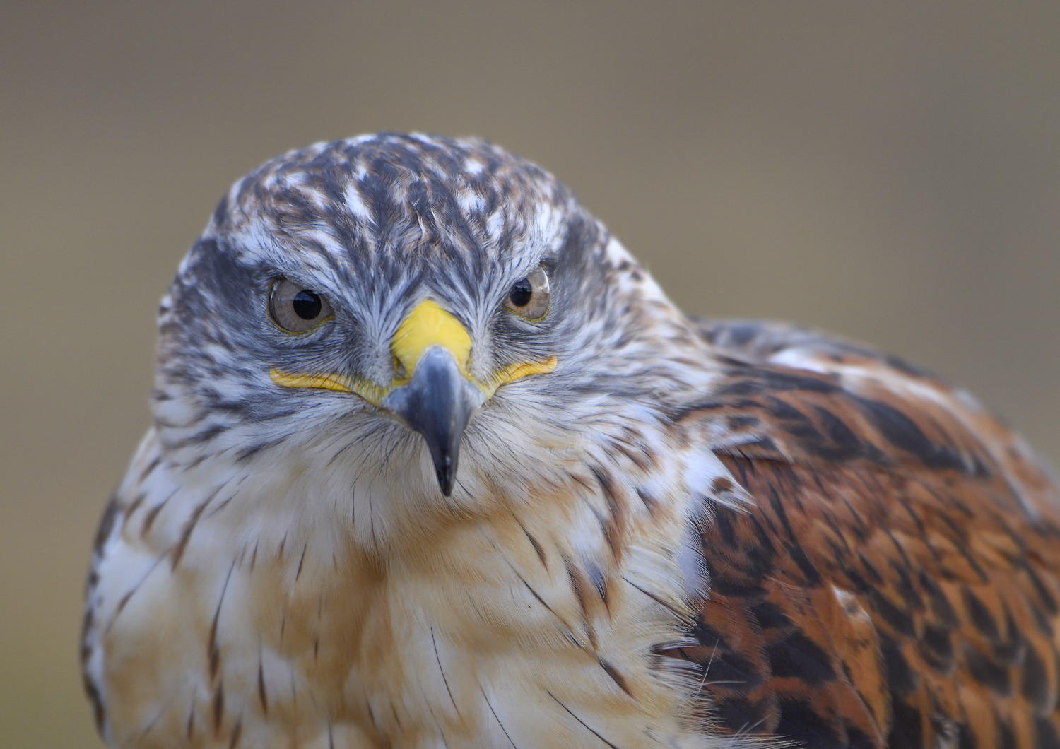 DSC_9567_1A2 - Ferruginous Hawk