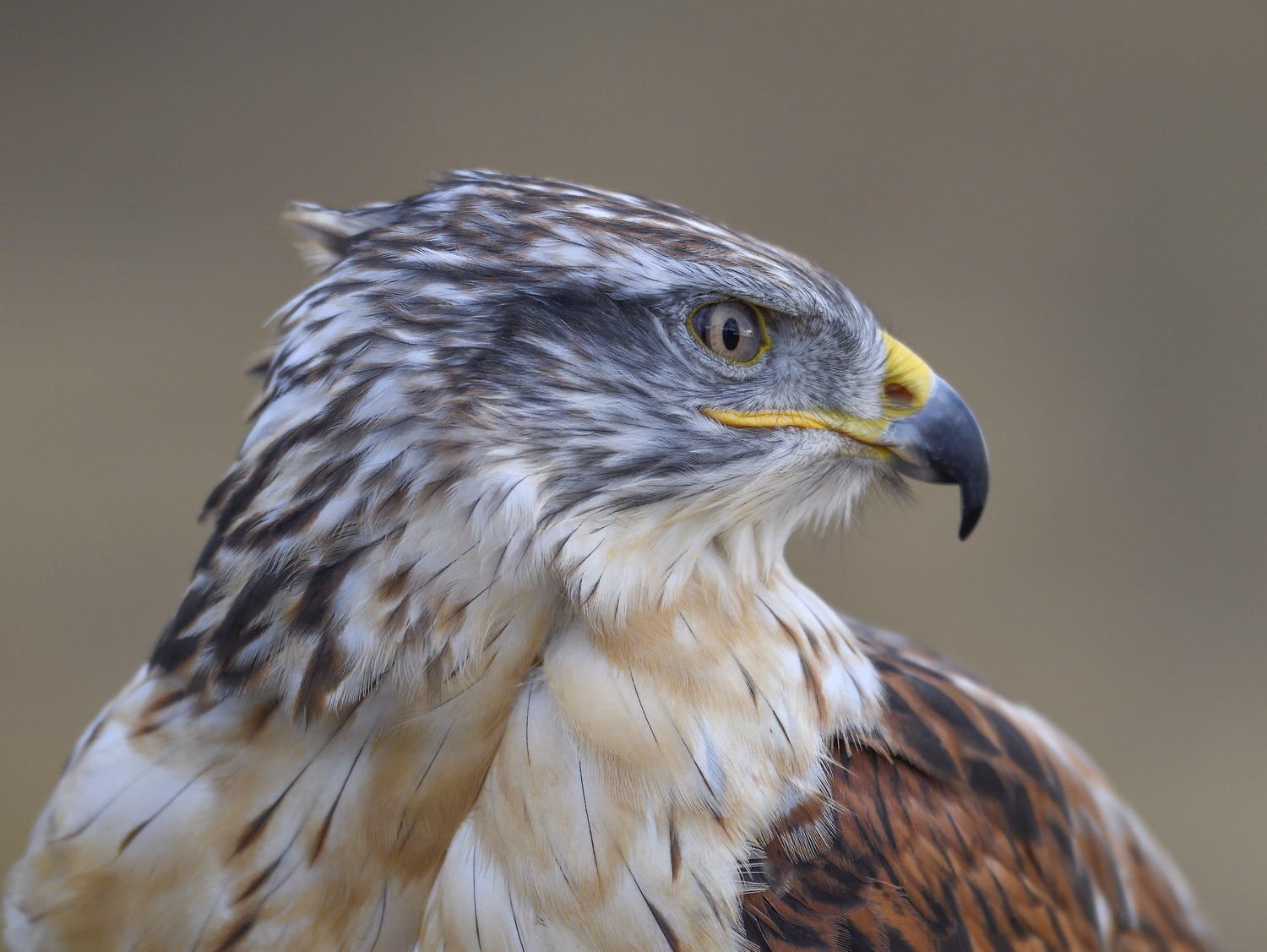 DSC_9582_1A2 - Ferruginous Hawk