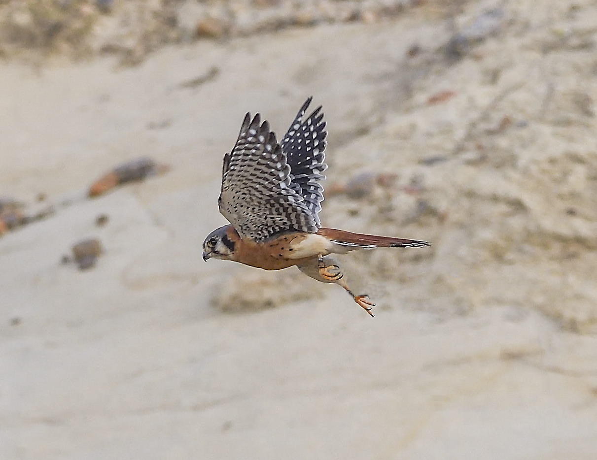 DSC_9623_1A4 - American Kestral