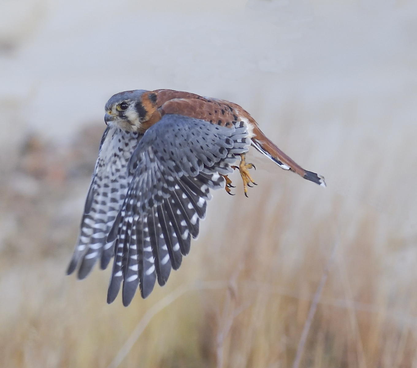 DSC_9640_1A3 - American Kestral