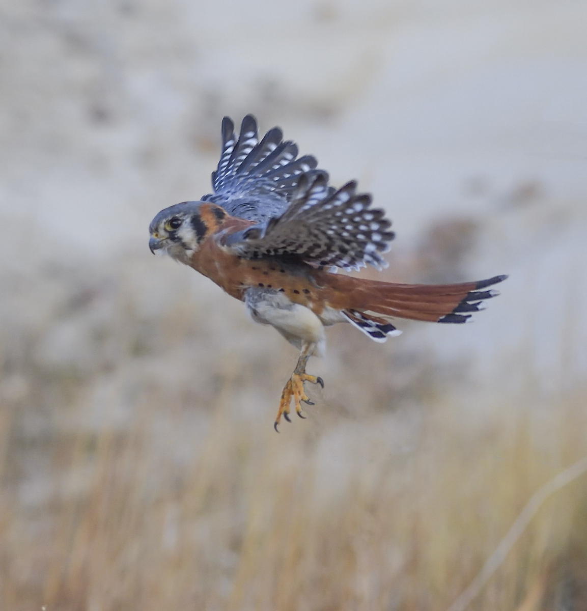 DSC_9642_1A4 - American Kestral