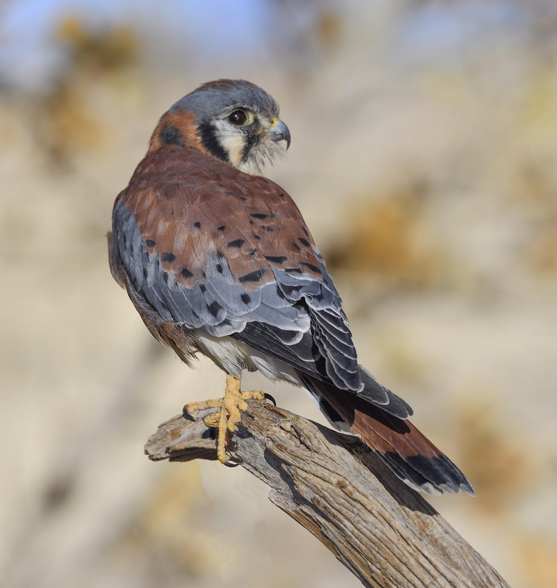 DSC_9732_1A7 - American Kestral