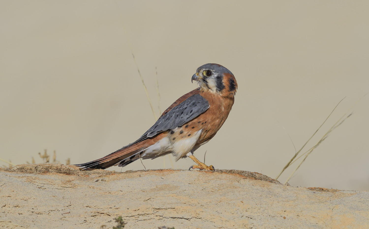 DSC_9879_1A3 - American Kestral