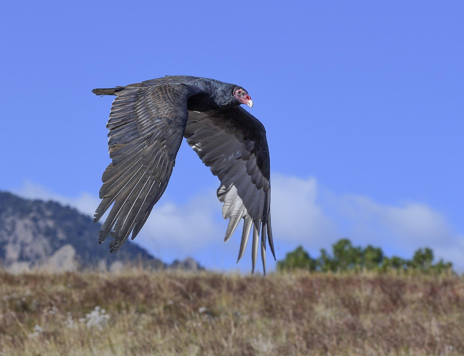 DSC_9941_1A3 - Turkey Vulture