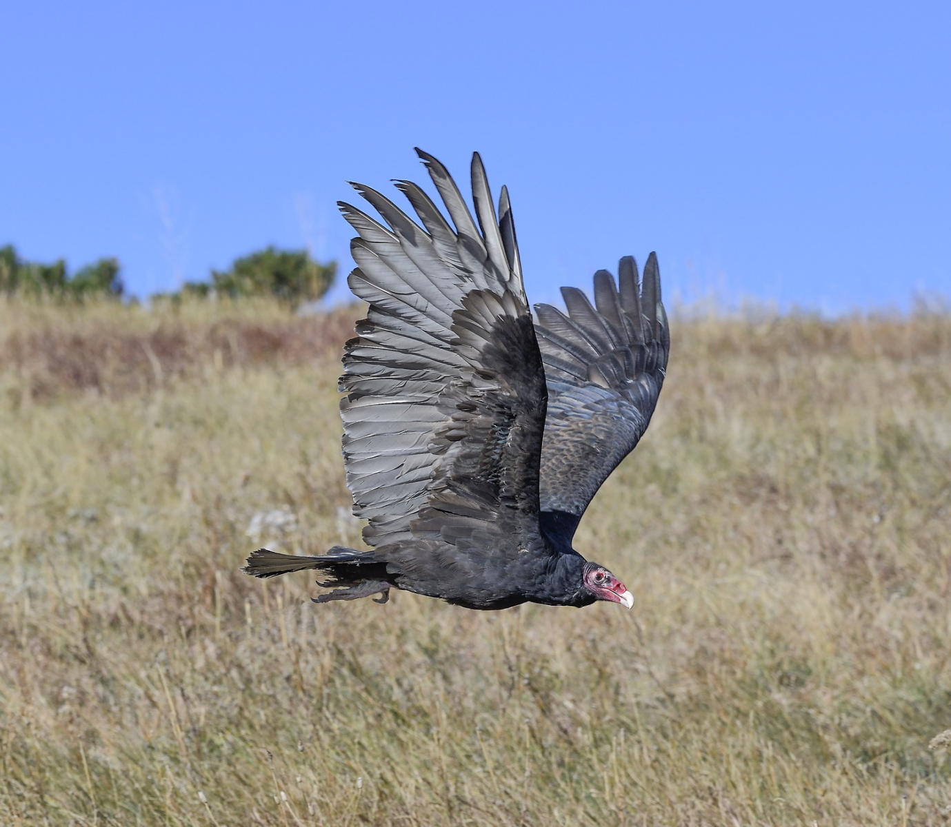 DSC_9950_1A4 - Turkey Vulture