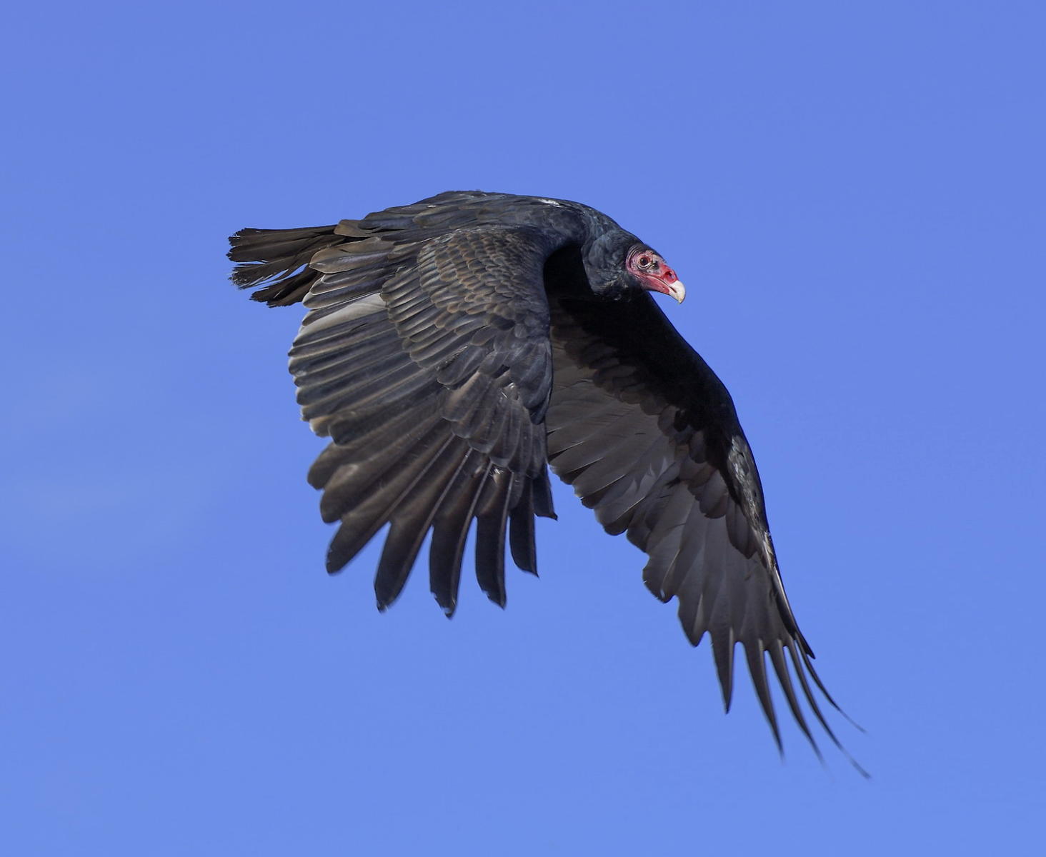 DSC_10319_1A3 - Turkey Vulture