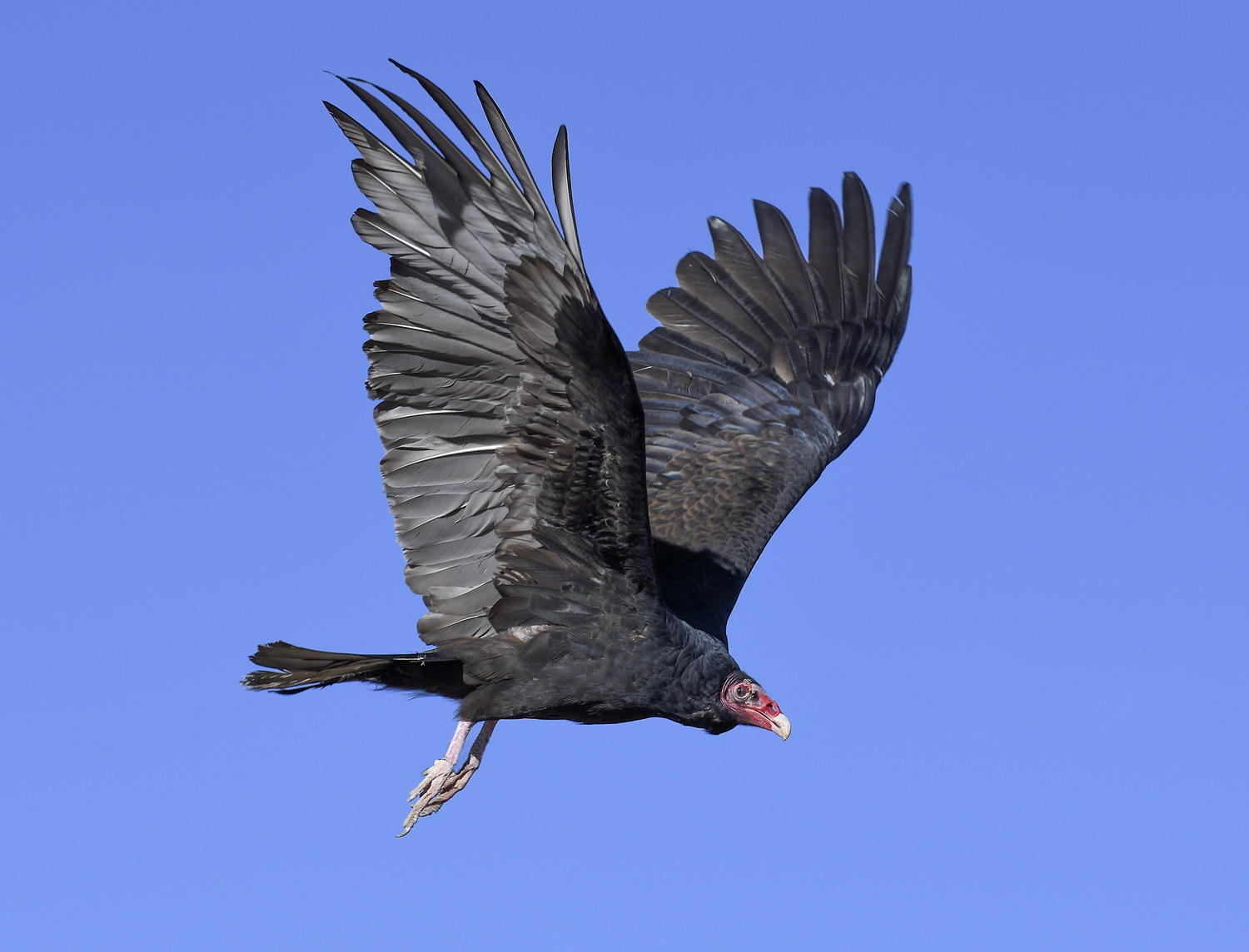 DSC_10322_1A4 - Turkey Vulture