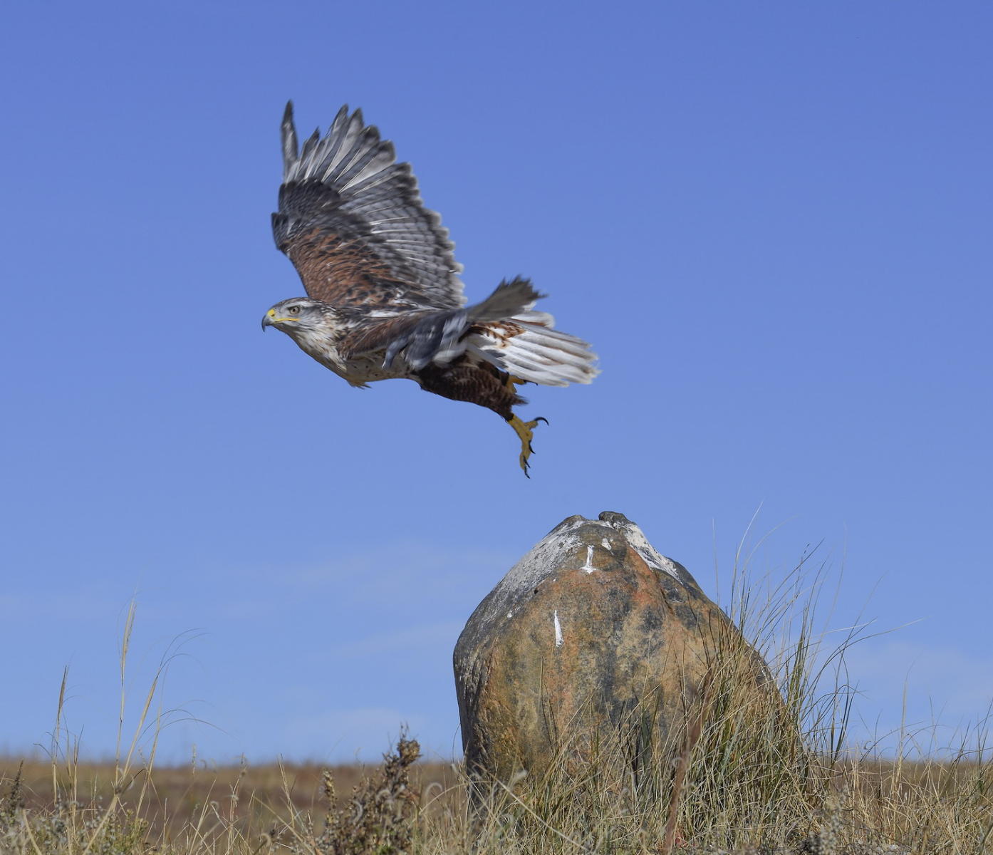 DSC_10509_1A4 - Ferruginous Hawk