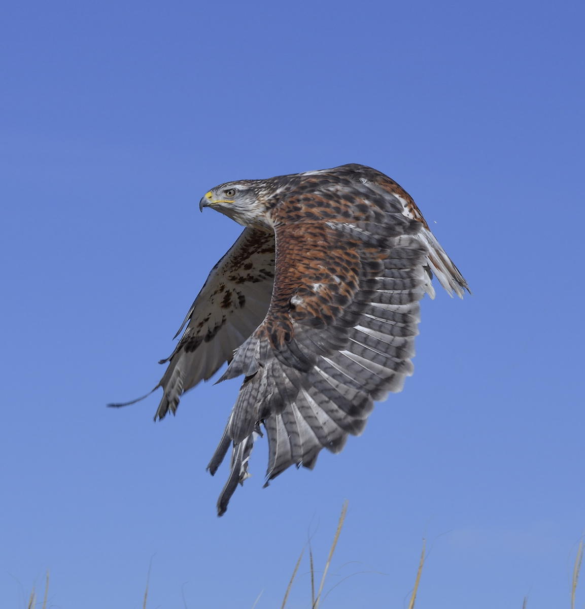 DSC_10512_1A4 - Ferruginous Hawk