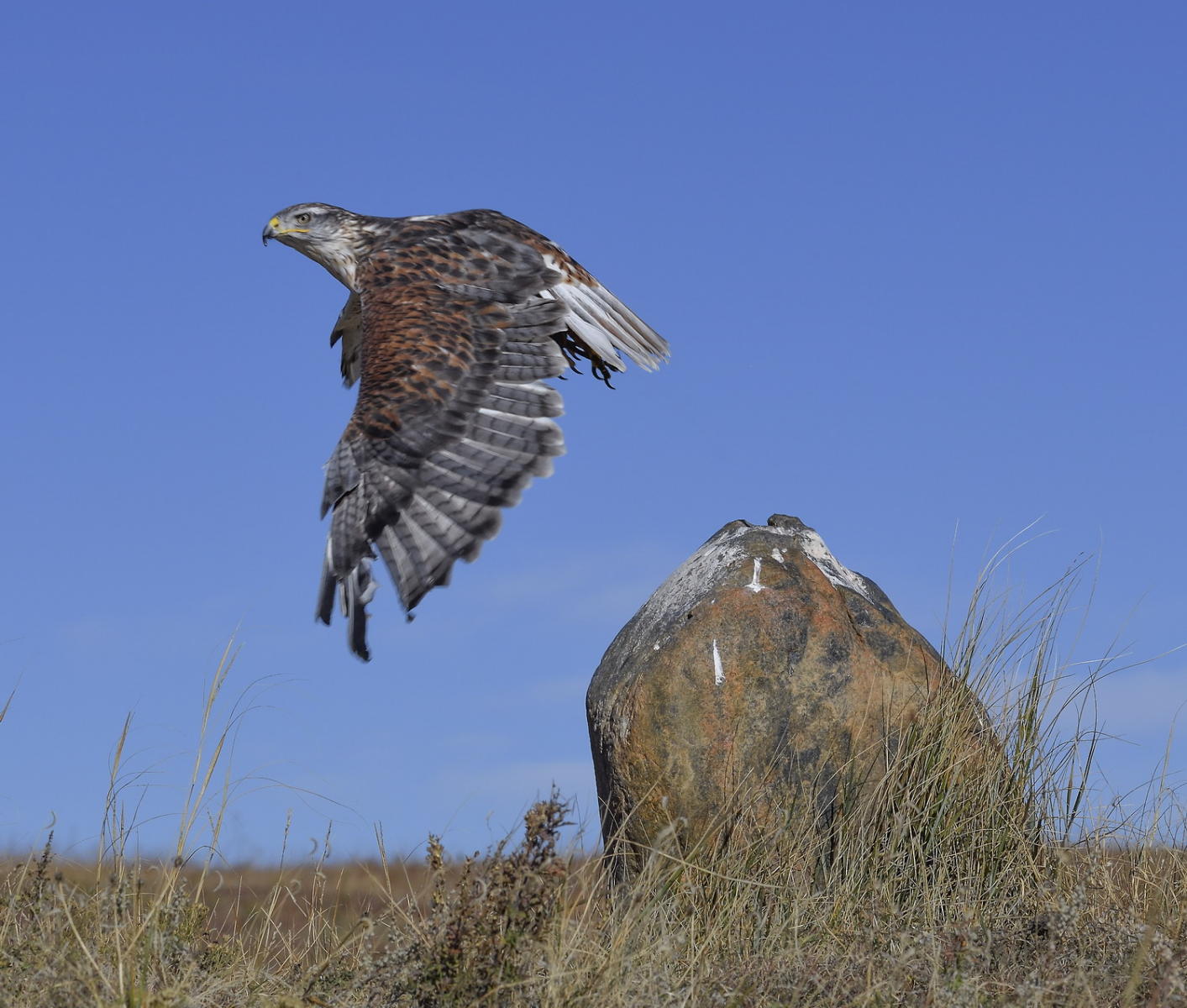 DSC_10532_1A4 - Ferruginous Hawk