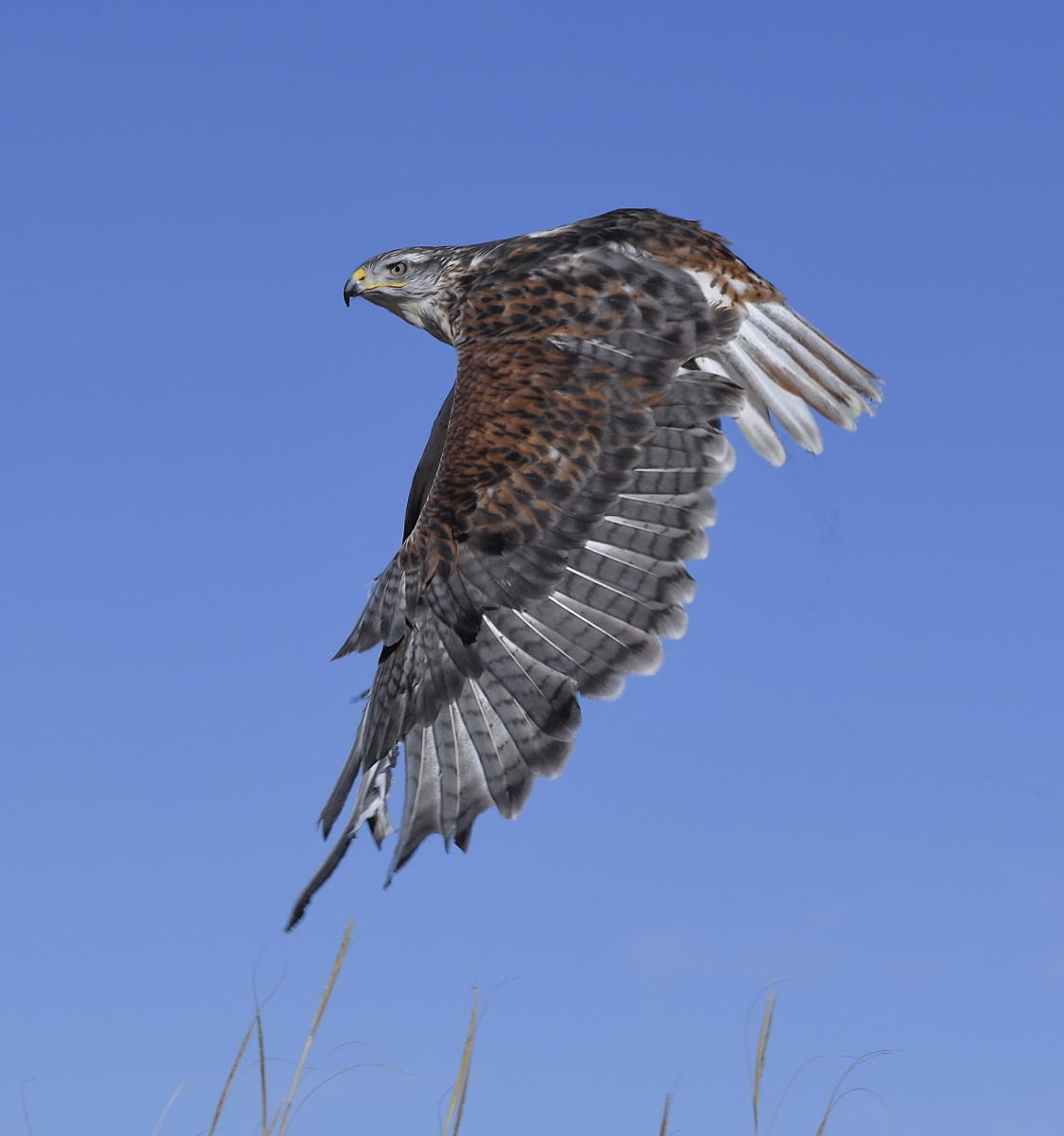 DSC_10552_1A4 - Ferruginous Hawk