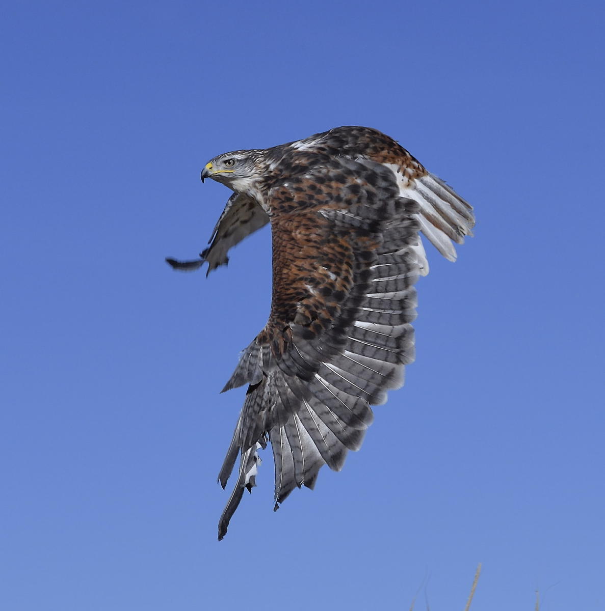 DSC_10588_1A4 - Ferruginous Hawk