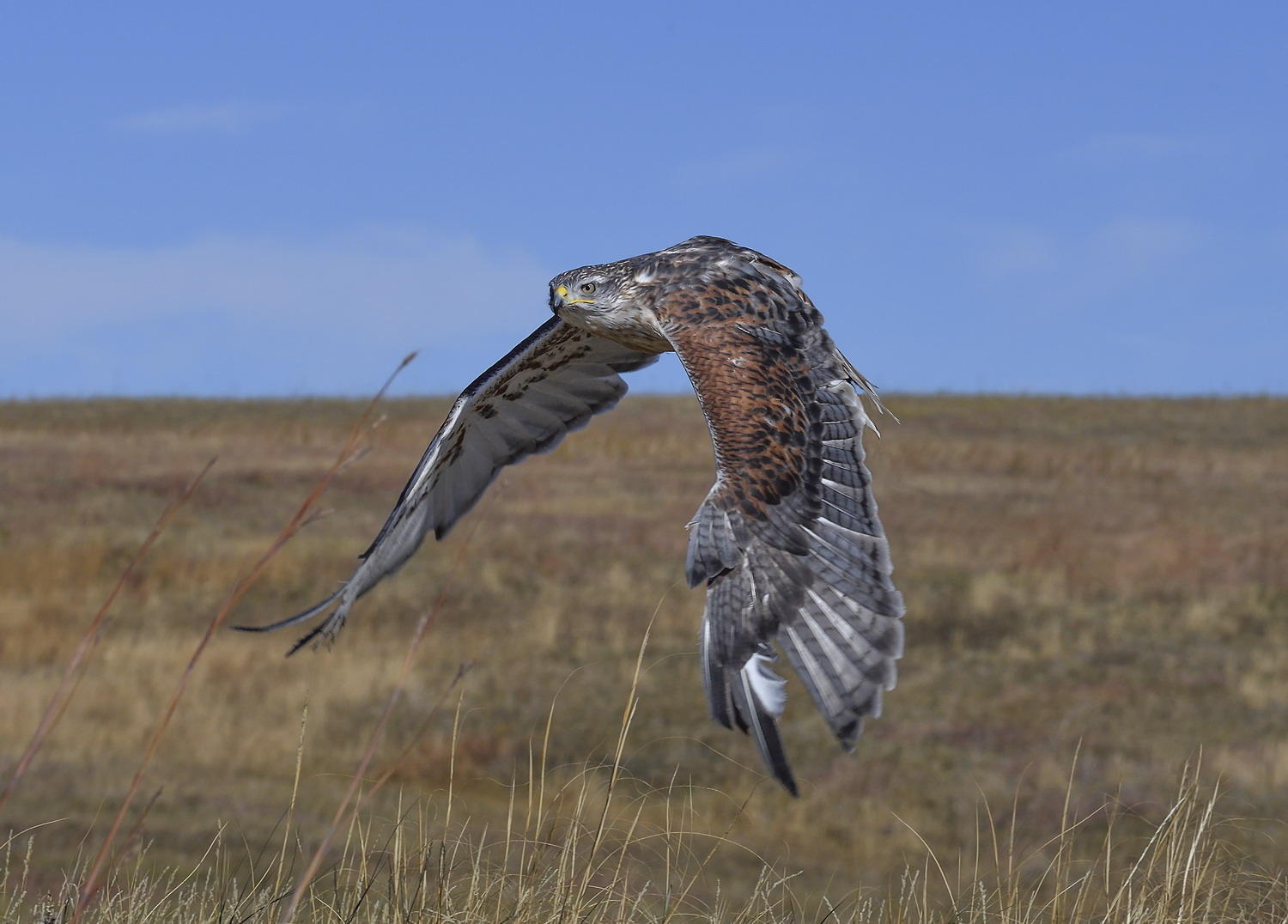 DSC_10647_1A4 - Ferruginous Hawk