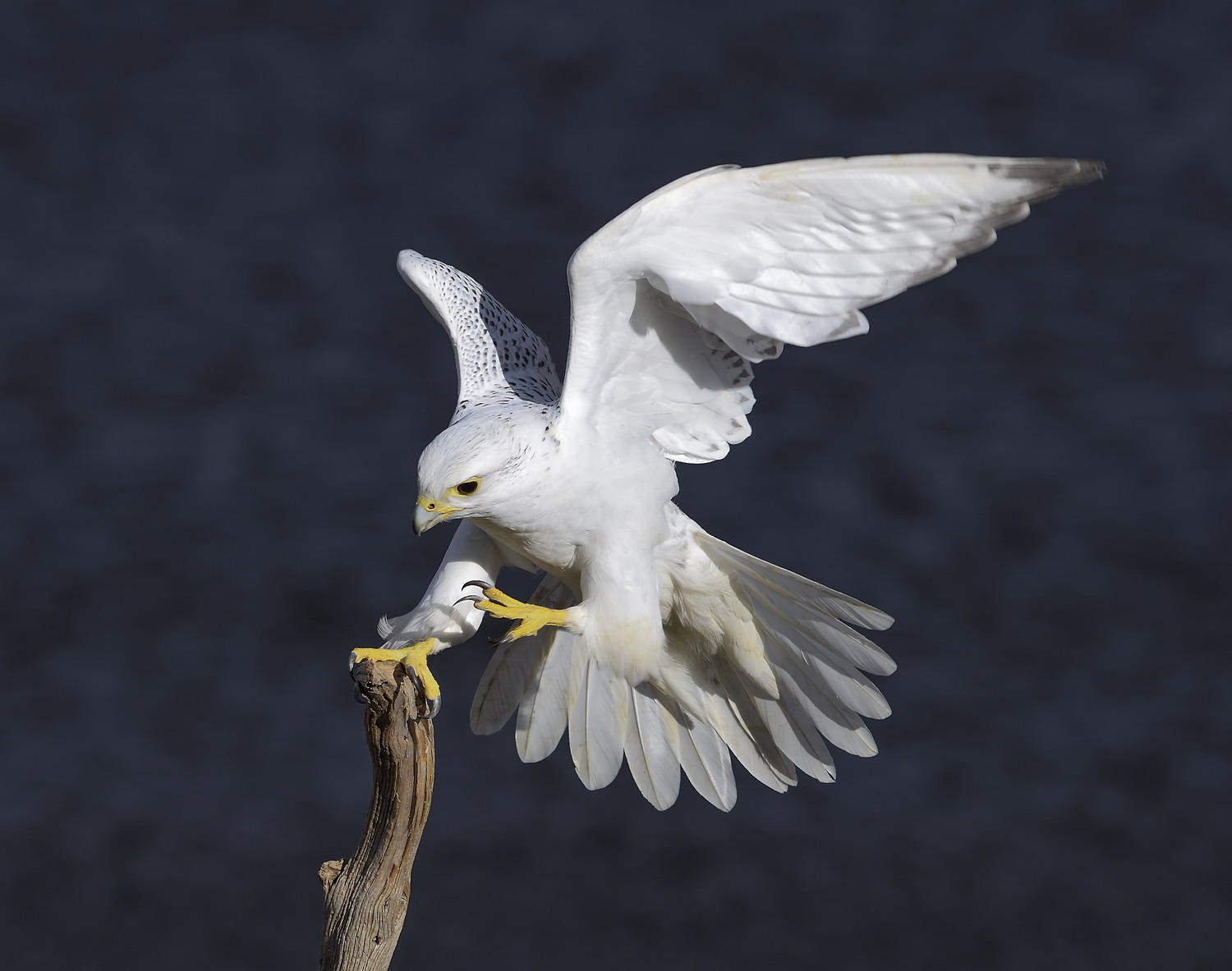 DSC_10777_1A3 - White Morph Gyrfalcon