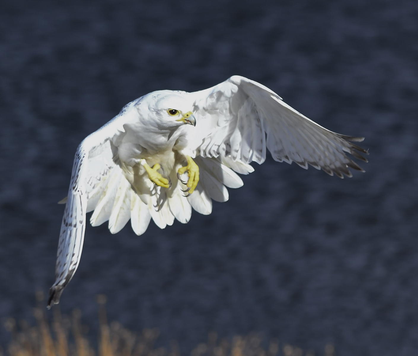 DSC_10798_1A2 - White Morph Gyrfalcon